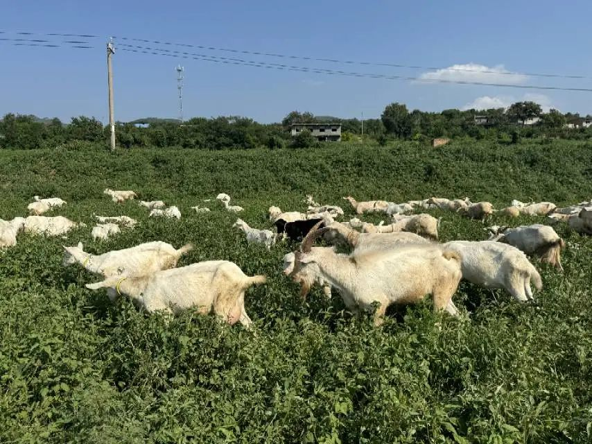 全家“肠”享健康！朵拉倍拉功能性奶粉将亮相2026北京健博会